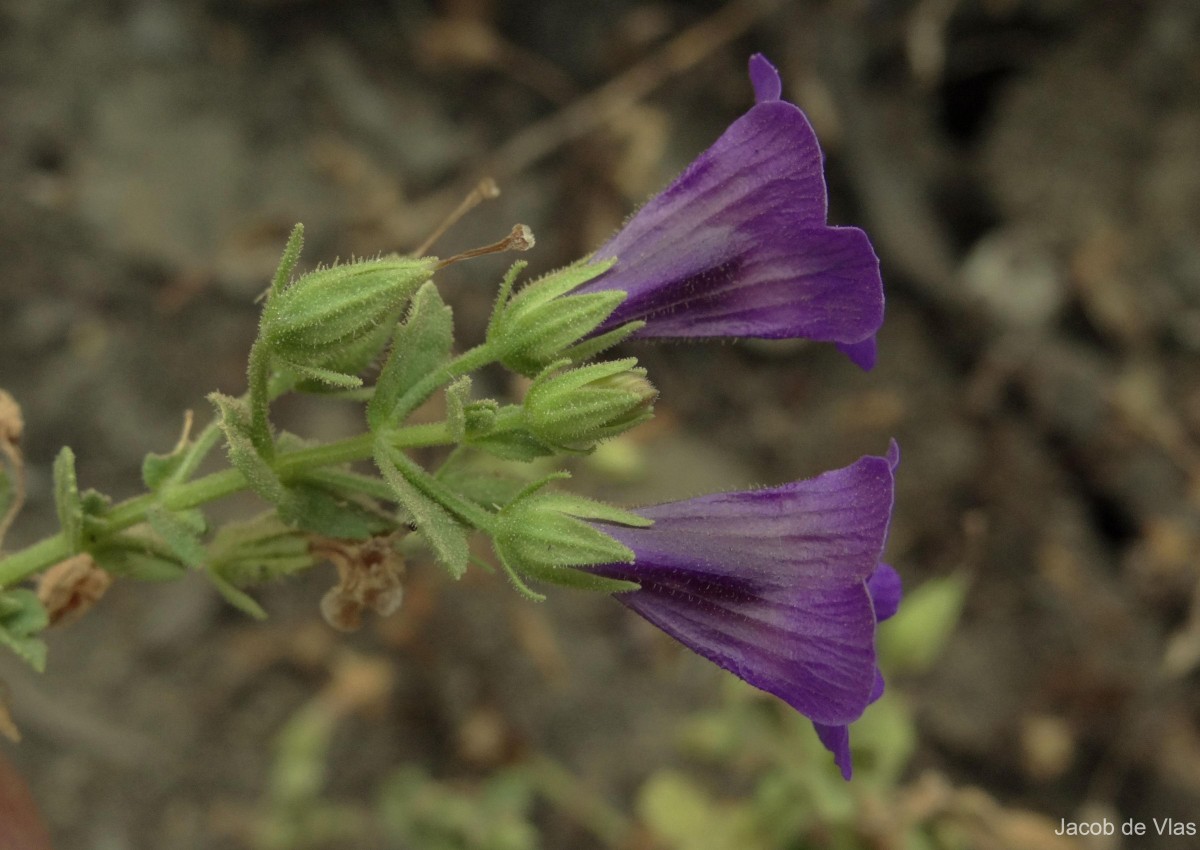 Stemodia viscosa Roxb.